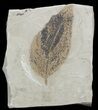 Fossil Birch Leaf (Betula) - Green River Formation #45674-1